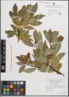 Foto von Salix hastata L.